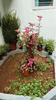 The Blue Mountains Estate Stay - Madikeri - 8