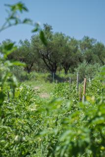 Mystic Garden Apartments - Zakynthos - 2