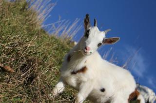 Suiten am Simmhof - 1
