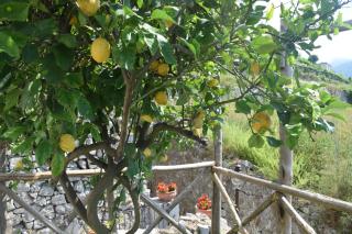 Torre Elisea - Minori - 7