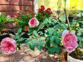 Daddy's homestay - 5