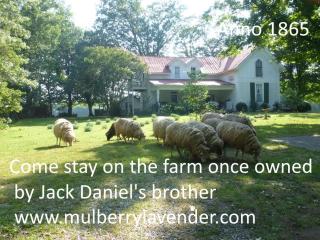 Mulberry Lavender Farm and B&B - Mulberry - 9