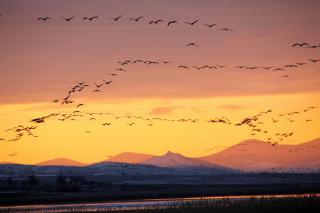 Allucant - Gallocanta - Gallocanta - 4