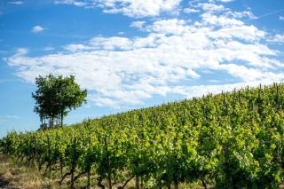 Weingut Knauer - Dettelbach - 6