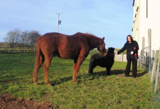 Lamphey Park - Lamphey - 1