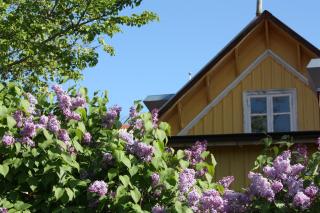 Gula Hönan Guest House - 8