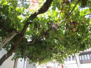 Guest House Adi Doga - Berat - 7