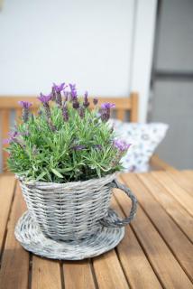 Levendula Apartman - Hegykő - 2