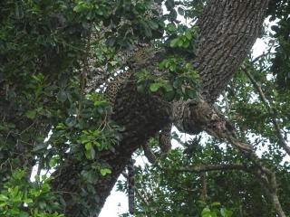 Wadula Safari - Yala - Kataragama - 8
