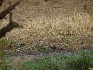 Wadula Safari - Yala - Kataragama - 4