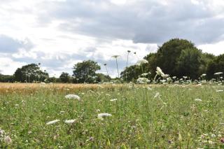 The Fieldbarns at Bullocks Farm - 8