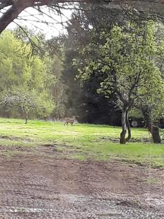 maison d'hôtes labastide - 1