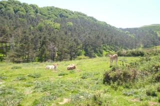 Hostal Betelu - Betelu - 4