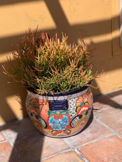 Sandyland Reef Inn - Carpinteria - 2