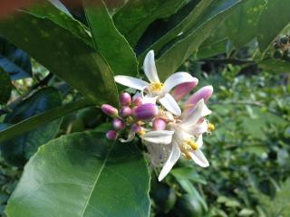 Heavenly Hana Paradise - Hana - 1
