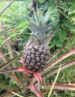 Heavenly Hana Paradise - 3