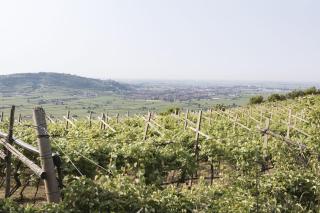 Corte dei Soavi Suites - Apartments - Soave - 2