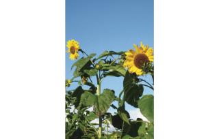 Holiday Home Gunnarstorp Vessigebro - Vessigebro - 4