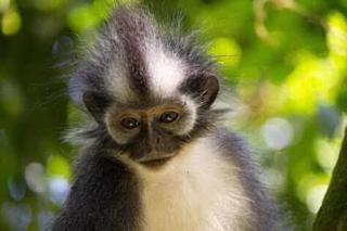 Sahnan Guest House - Bukit Lawang - 4