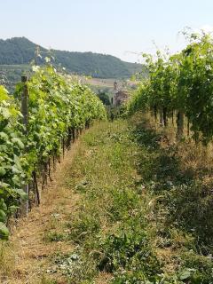 Agriturismo Mondo - Bubbio - 6