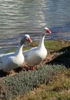 Kingfisher by the river - self catering - 1