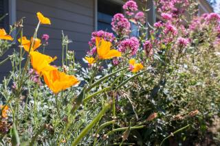 West End Neighborhood Cottage - Santa Rosa - 4
