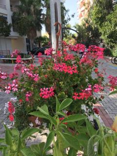 Flowers Apartments - Golem - 7