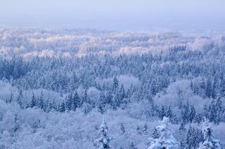 Ardennes Forest - Nassogne - 6