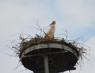 Storchennest an der Spree in Radinkendorf - 0