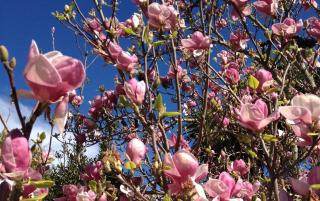 Blythcliffe - Akaroa - 1