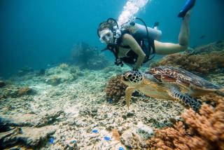 Cape Rose2 - Gili Trawangan - 1