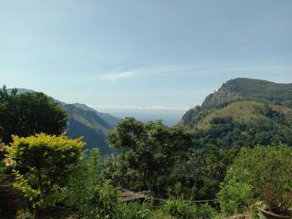 New Red Rose Ella - 8