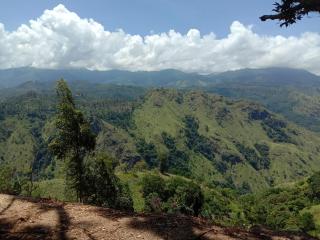 New Red Rose Ella - 9