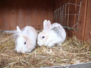 Bauernhof König - Zwiesel - 5