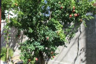 Emis Hotel - Tiflis - 1
