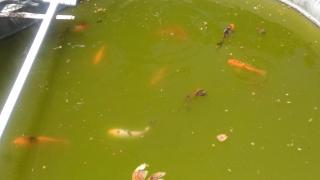 Shreyas - Kodaikanal - 6