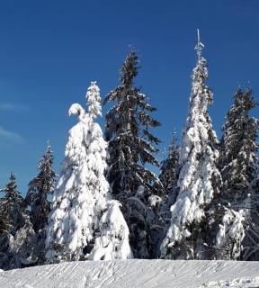 Sissi's Feriendomizil - Winterberg - 1