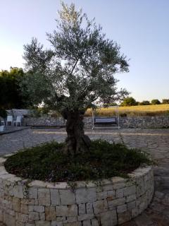 Dimora del Sole - Putignano - 7