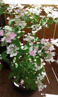 Apartments Annemarie - 8