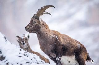 APPARTEMENT 4 PERSONNES A 500M DES TELECABINES - Briançon - 9