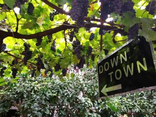 Downtown guest house - Kutaisi - 0