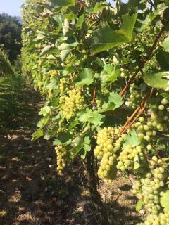 Holiday Home Mađerka - Štrigova - 1