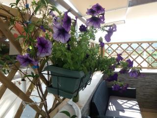 Green House - 2