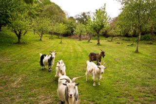 Glamping 1970 American Airstream motorhome - 1