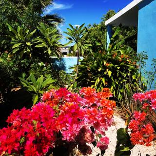 Tropical Breeze Curaçao 'Blenchi' - Willemstad - 1