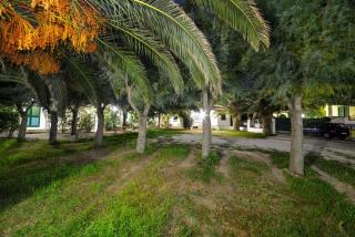 Residence Palm Beach - Peschici - 4