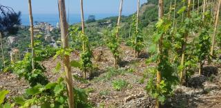 Il Soppalco - Corniglia - 7