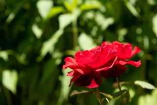 Holiday home Romana - Sveti Ilija - 1