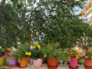 Adriana Apartments - Himare - 4