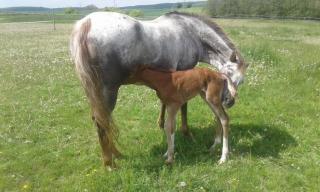 Ferienwohung Hirsch - Bad Rappenau - 1